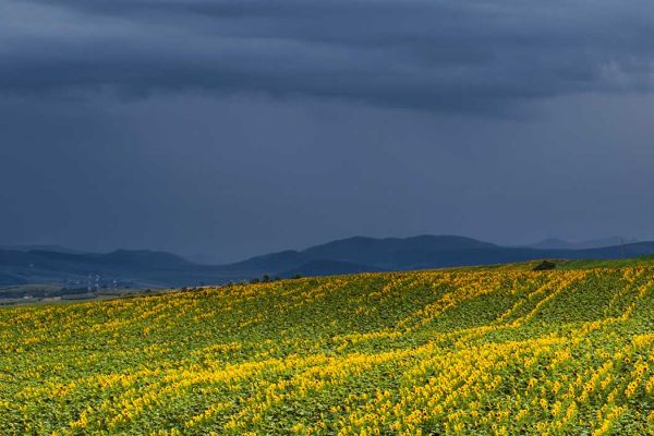 A crop of grains with storm clouds above it.