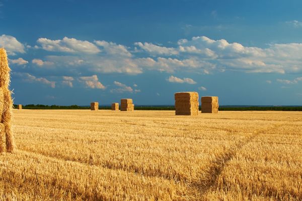 Hay bales in a farmer's field.